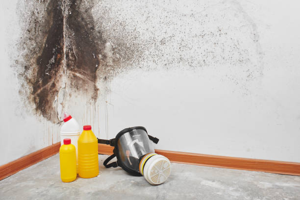 Best Mold Remediation for Schools in Montecito, CA