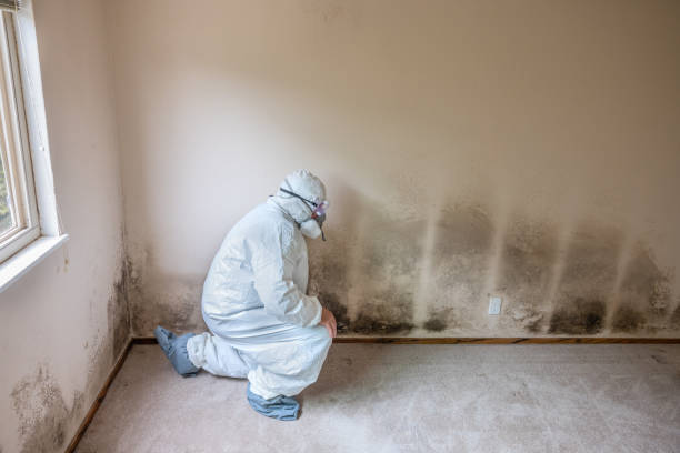 Best Crawl Space Mold Remediation in Montecito, CA