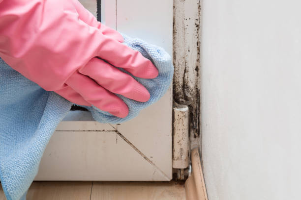 Reliable Montecito, CA Mold Remediation Solutions